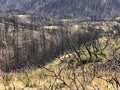 Fire Damaged Hillside after the Glass Fire Wildfire burned them 2 Royalty Free Stock Photo