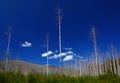 Fire Damaged Tree's In Victoria