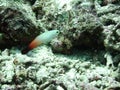 Fire dart fish