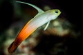 fire dartfish on a black background, goby