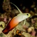 fire dartfish fish