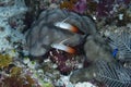 Fire Dartfish Nemateleotris magnifica