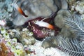 Fire Dartfish Nemateleotris magnifica