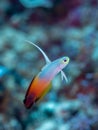 Fire dartfish, Nemateleotris magnifica. Bangka, Indonesia Royalty Free Stock Photo