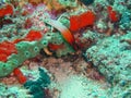 Fire dartfish, wildlife in the Indopacific Royalty Free Stock Photo