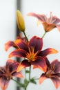 Fire daylily Royalty Free Stock Photo