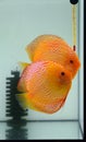 Fire discus in aquarium Royalty Free Stock Photo
