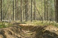 Fire ditch in a pine forest. Preventive measures to protect forests from fires
