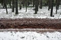 fire ditch in Winter autumn pine forest. Royalty Free Stock Photo