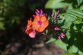 Fire Dragon Sun Rose Helianthemum Royalty Free Stock Photo