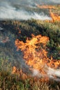 Fire in the dry grass field Royalty Free Stock Photo