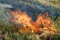 Fire in the dry grass field Royalty Free Stock Photo