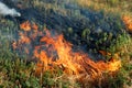 Fire in the dry grass field Royalty Free Stock Photo