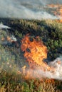 Fire in the dry grass field Royalty Free Stock Photo