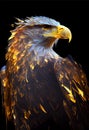 Fire eagle logo. AI render. Royalty Free Stock Photo