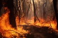 fire engulfing a dry forest, showing flames and scorched trees Royalty Free Stock Photo