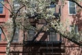 Fire Escape with White Flowering Trees on a Colorful Old Apartment Building on the Upper East Side of New York City during the Spr Royalty Free Stock Photo