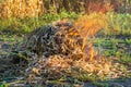 Fire on the field weeds burn after harvest close up view on nature background Royalty Free Stock Photo