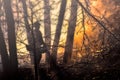 Fire fighter falling trees in forest blaze washington state