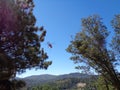 Fire Fighting Helicopter in for Water Refill, Papoose Lake , Lake Arrowhead, CA Royalty Free Stock Photo