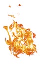 Fire flame on a white background. Burning passion, phenomenon of combustion manifested in light, flame and heat.