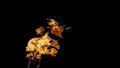 Fire flames on black background. fire on black background isolated. fire patterns Royalty Free Stock Photo