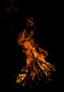 Fire flames on black background. Solitary flame burning in splinters in the night cold ground.