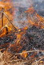 Fire flames burning dry grass in farming field. Motion blur from fire and high temperature Royalty Free Stock Photo