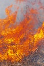 Fire flames burning dry grass in farming field. Motion blur from fire and high temperature. Close-up view of natural Royalty Free Stock Photo