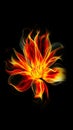 Fire flower, in flame glows on black background. AI generative. Burning Royalty Free Stock Photo