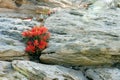 Fire Flower out of the Rocks Royalty Free Stock Photo