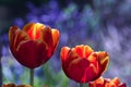 Fire flower - red orange tulip flowers in bloom with warm sunlight on fierce petals on blurred purple blue background