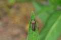 Fire Fly Lampyridae sitting on leaf in garden Royalty Free Stock Photo