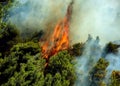Fire in forest areas in Viotia in Central Greece Royalty Free Stock Photo