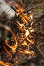 Inflaming the fire. Fire. The fire in the forest. Burning branches Royalty Free Stock Photo
