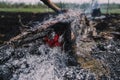 Smoldering wood in a forest after a fire. Burning trees. Extinguishing charred trees