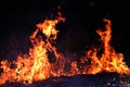 Fire, Forest fire at night, Fire burning hay Selective focus