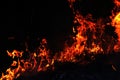 Fire, Forest fire at night, Fire burning hay Selective focus