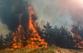 Fire in the forest a lot of smoke and fire Royalty Free Stock Photo