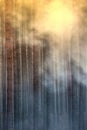 Fire in the forest, smoke, smog, burnt forest. Royalty Free Stock Photo