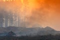 Fire in the forest, smoke, smog, burnt forest. Royalty Free Stock Photo