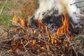 Fire in the garden, weeds, and branches are burning after harvest. Royalty Free Stock Photo