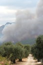 Raging fire over the olive grove on Thassos, Greece