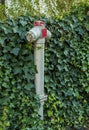 Fire hydrant covered in ivy Royalty Free Stock Photo