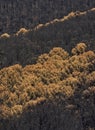 Fire in Jubrique, border with Sierra Bermeja in the Genal Valley, Malaga. Spain. September 2021