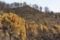 Fire in Jubrique, border with Sierra Bermeja in the Genal Valley, Malaga. Spain. September 2021