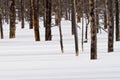 Fire killed trees cast shadows on the snow Royalty Free Stock Photo