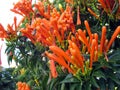The Fire Liana orange color with bee perched on its flowers.