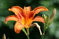 Fire Lily flower Royalty Free Stock Photo