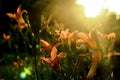 Fire lily - Flower garden Royalty Free Stock Photo